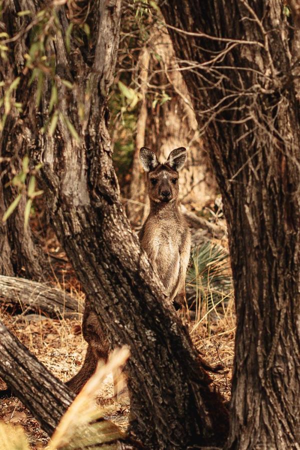 Bussells Bushland Cottages Margaret River Esterno foto