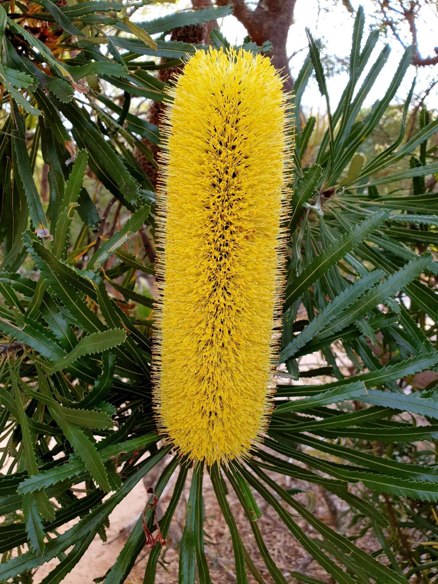 Bussells Bushland Cottages Margaret River Esterno foto