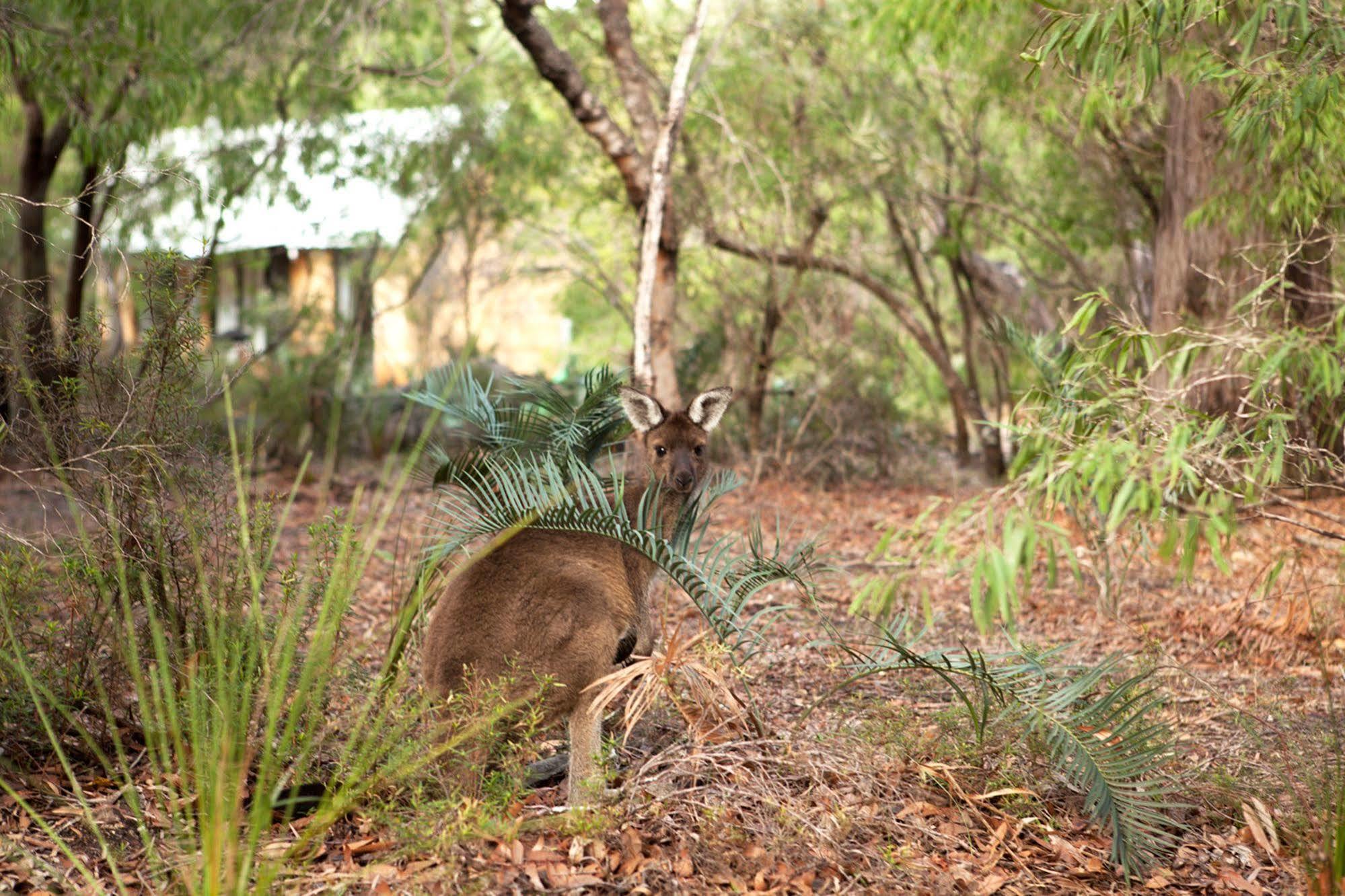 Bussells Bushland Cottages Margaret River Esterno foto
